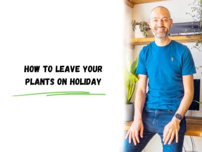 how to leave your plants on holiday