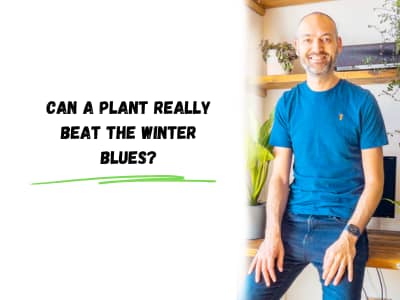 Can a plant really beat the winter blues?