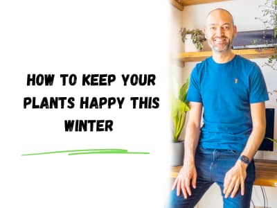 how to keep your plants happy this winter