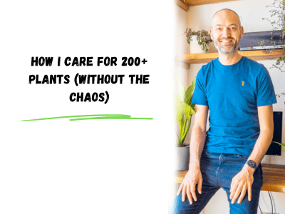 how i care for 200+ plants (without the chaos)