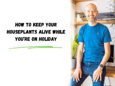 how to keep your houseplants alive while you're on holiday