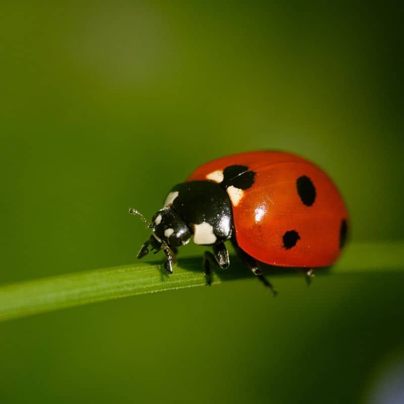 Close up of a lady bug