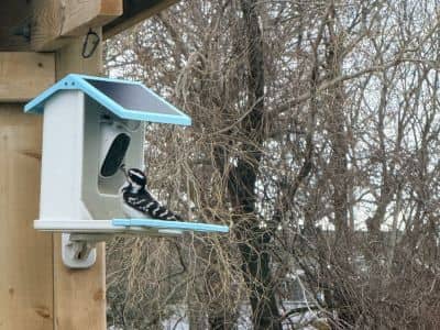 Downy Woodpecker on the Feeder Signs of Spring with Michelle Robinson AUMatHOME