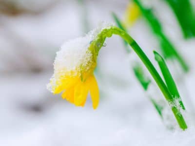 A spring snowfall an a blooming daffodil