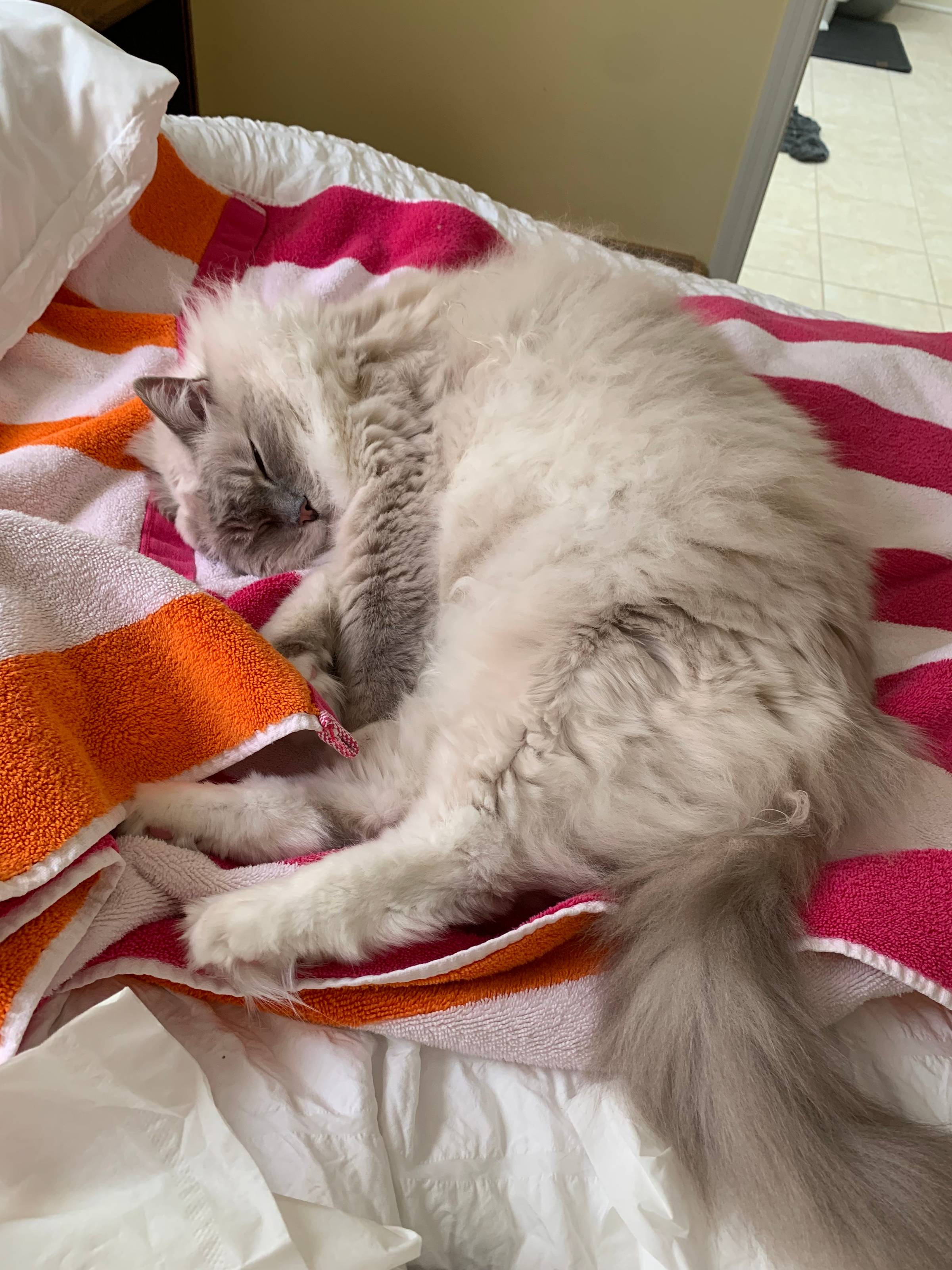 Trigg’s 14th Birthday Favorite Cat Products Giveaway!