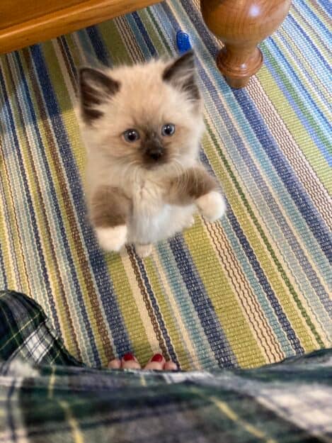 Seal mitted Ragdoll kitten standing on it's hind legs