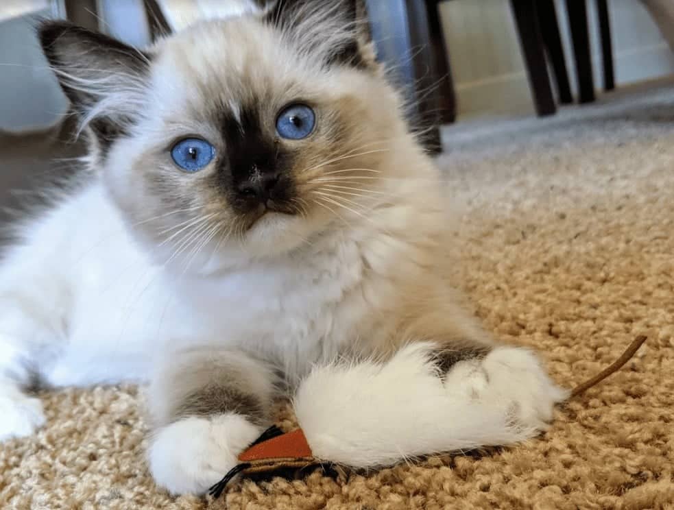 Ragdoll kitten with a toy mouse