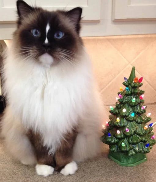 Cats and Christmas Trees: Best Methods for a Stress Free Tree