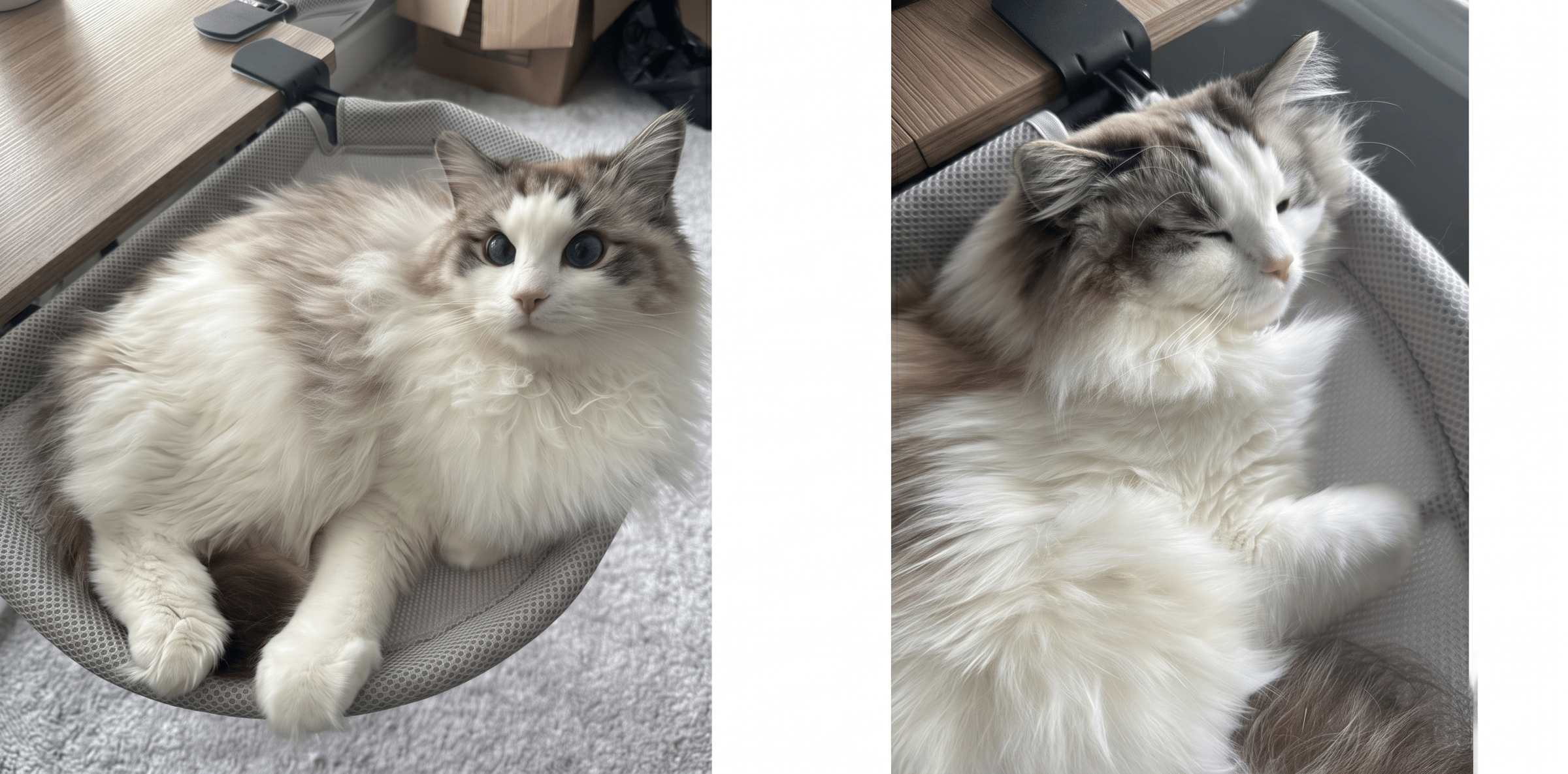 Seal lynx bicolor Ragdoll cats in desk hammocks.