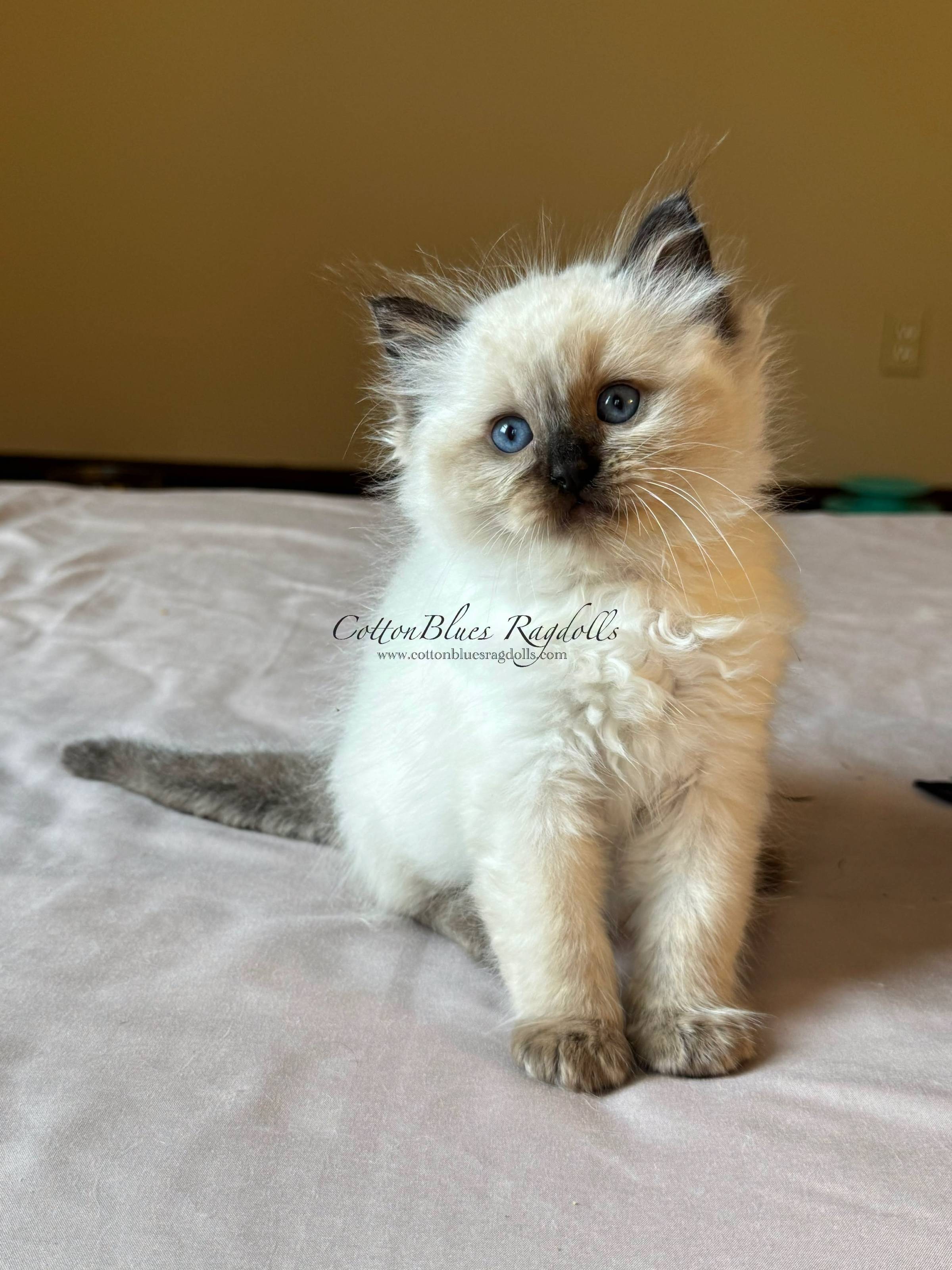 Seal mitted Ragdoll kitten Bo