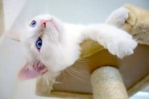 Ragdoll kitten Peach