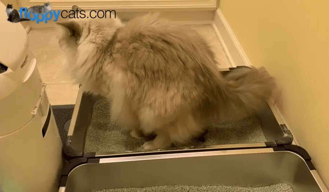 Cat Pooping Outside of the Litter Box? Get Answers And Solutions for Cat Pooping Outside Litter Box.