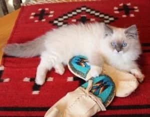 Kelchi - Ragdoll Kitten of the Month