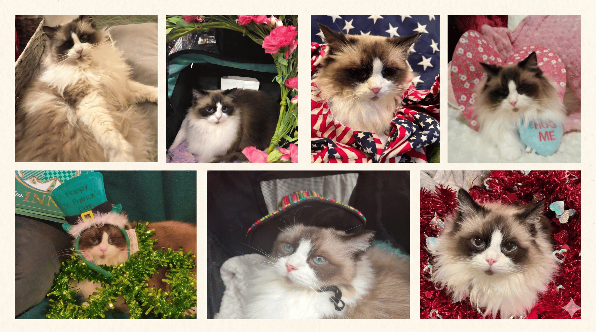 Ragdoll of the Week Truffles