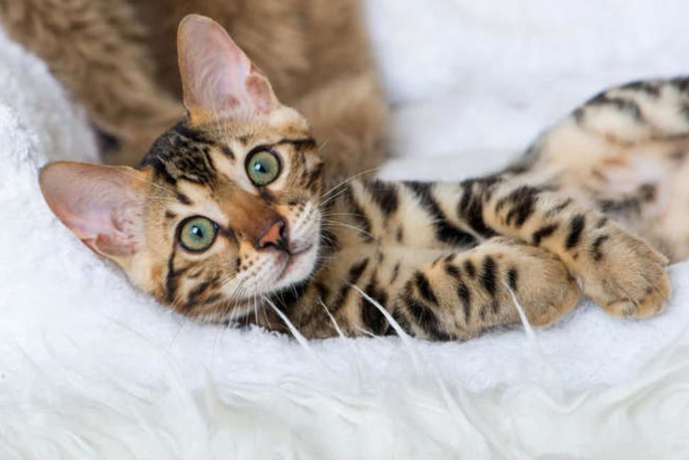 The 12 Most Mysterious Cat Breeds in the World