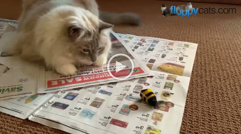 Ragdoll cat looking at a bee cat toy wand.
