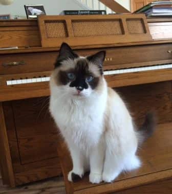 Ragdoll cat story