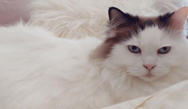 Moonshine – Ragdoll of the Week