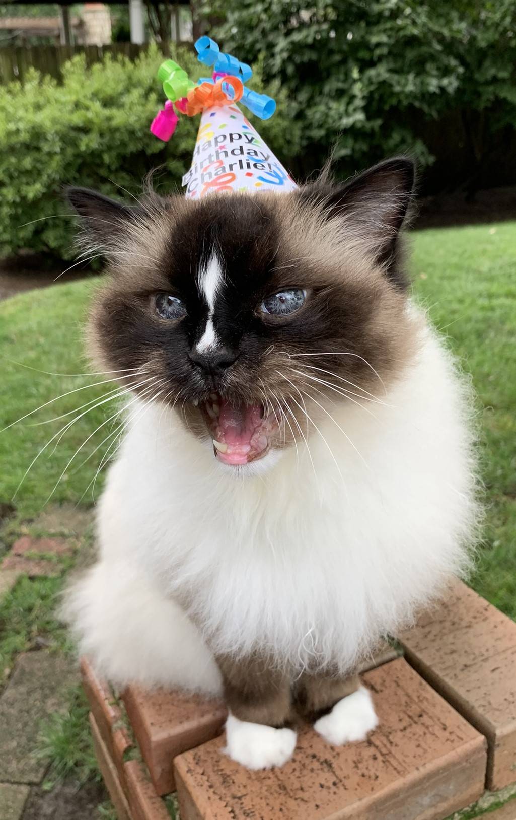 Ragdoll cat Charlie in a Birthday Hat for his 16th Birthday