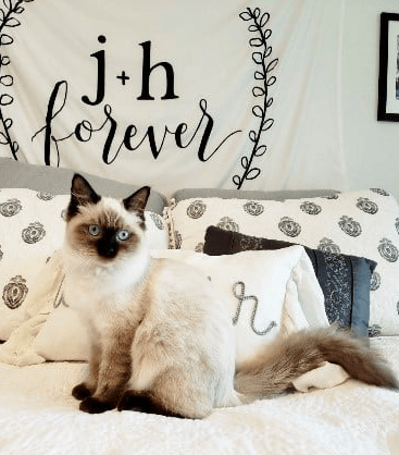 Mara Jade – Ragdoll Kitten of the Month