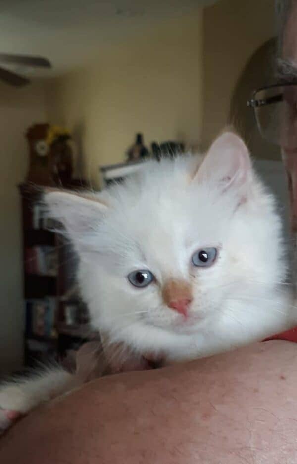 Close-up of a Ragdoll Kitten