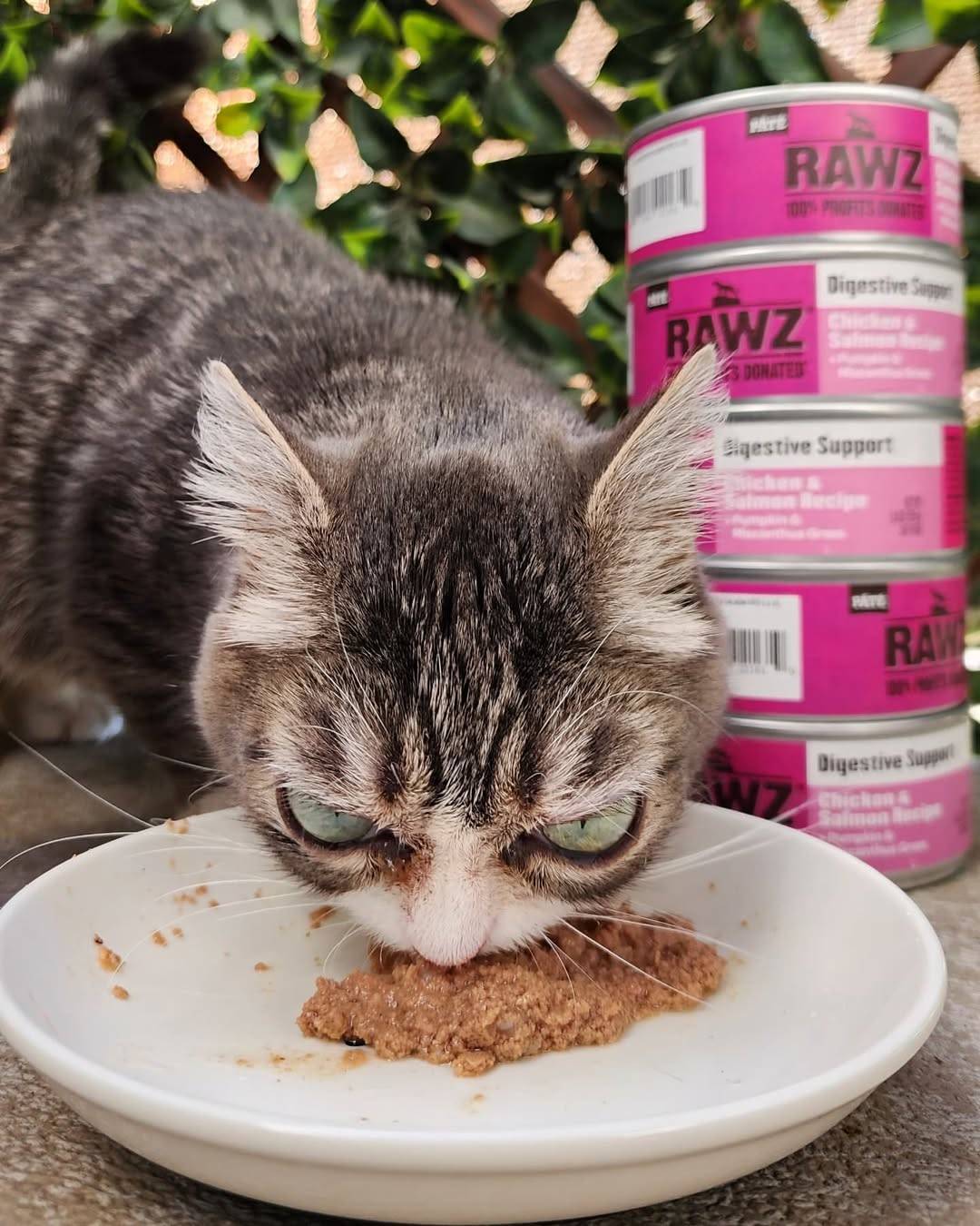 Cat eating canned cat food from RAWZ