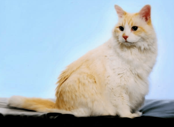 Morgan – Floppycat of the Week