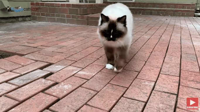 15-Year-Old Ragdoll Cat, Charlie, Update - Health and Life