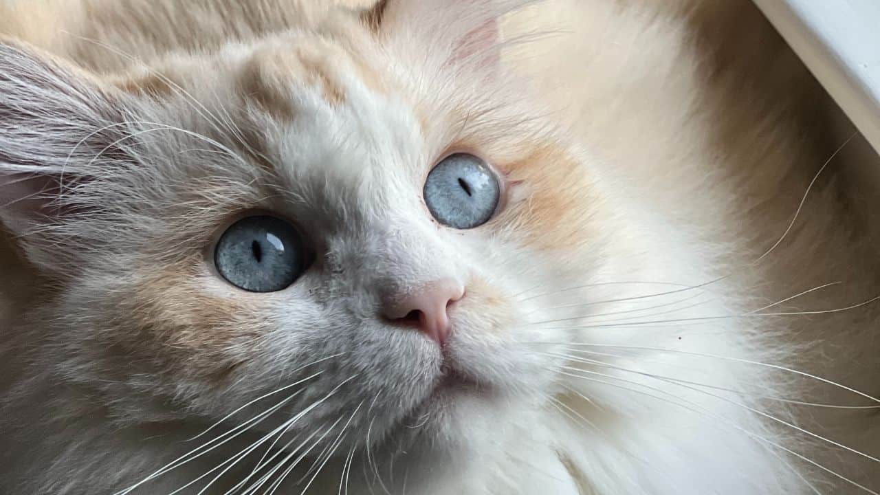 Scarlet, Ragdoll of the Week
