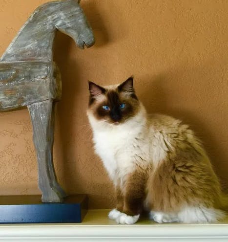 Gizmo - Ragdoll of the Week