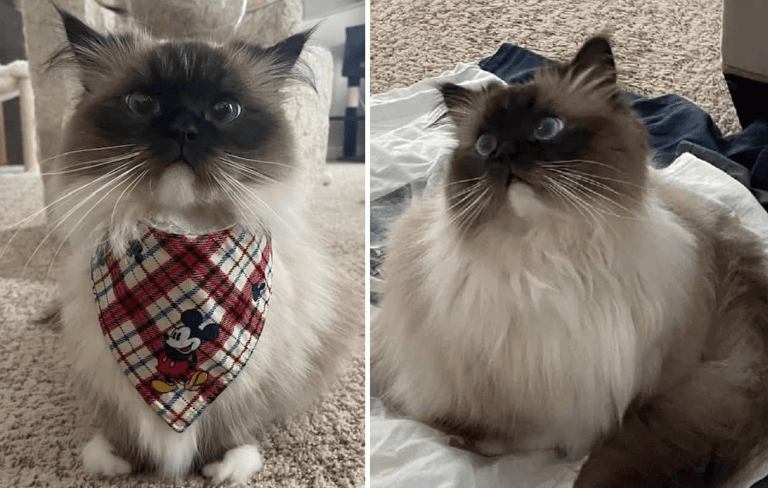 Ragdoll Munchkin Cat? {Exploring This Cat’s Unique Characteristics}
