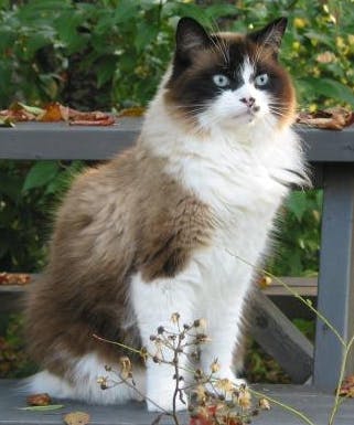 Pumpkin – Ragdoll of the Week