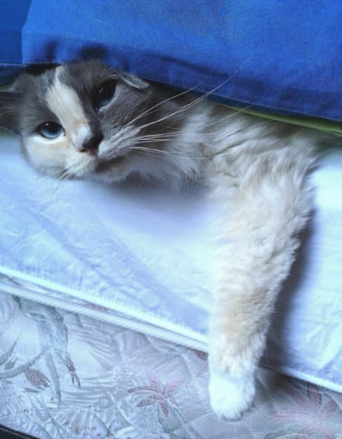 Smoke a tortie Ragdoll cat