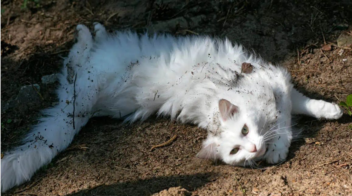 Cat Dirt Baths: Why Your Cat Prefers the Great Outdoors Spa