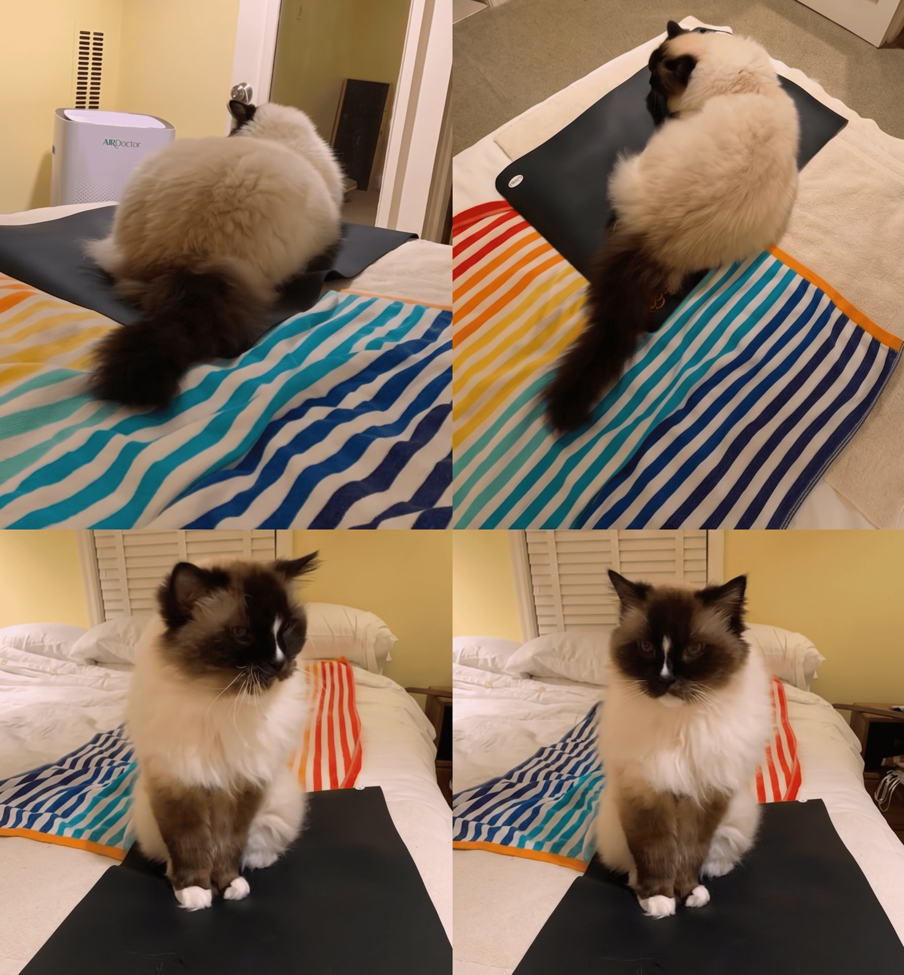 Ragdoll cat Charlie on a grounding mat