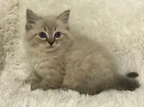 Meili – Ragdoll Kitten of the Month
