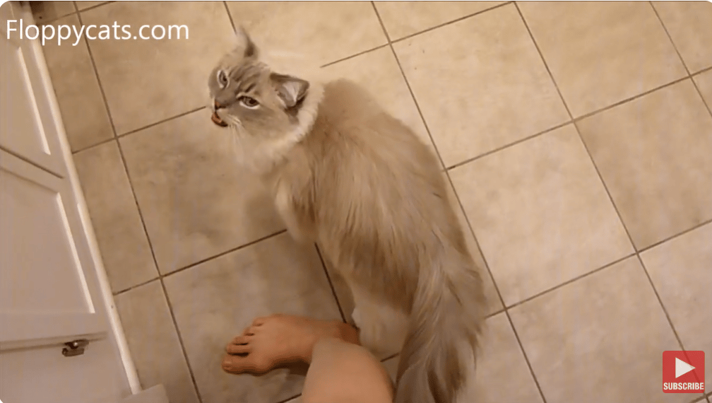 ​Ragdoll Cat Trigg Meows and Rubs Legs for Food​