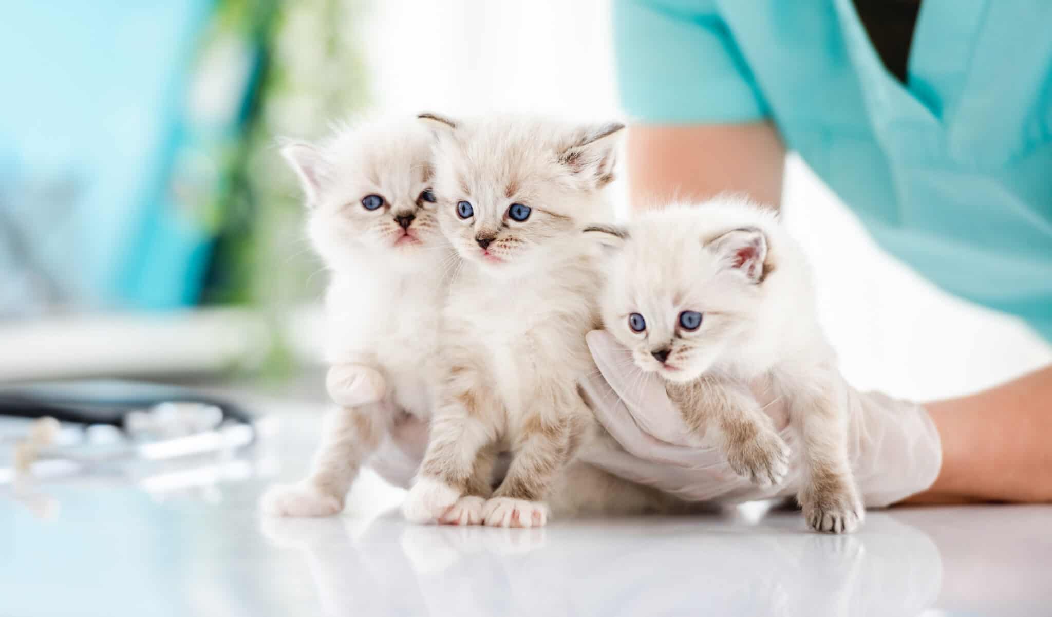 Three lynx Ragdoll kittens at the vet