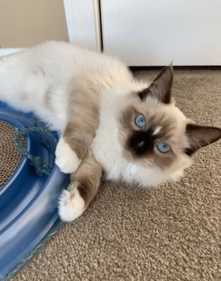 Hayden – Ragdoll Kitten of the Month
