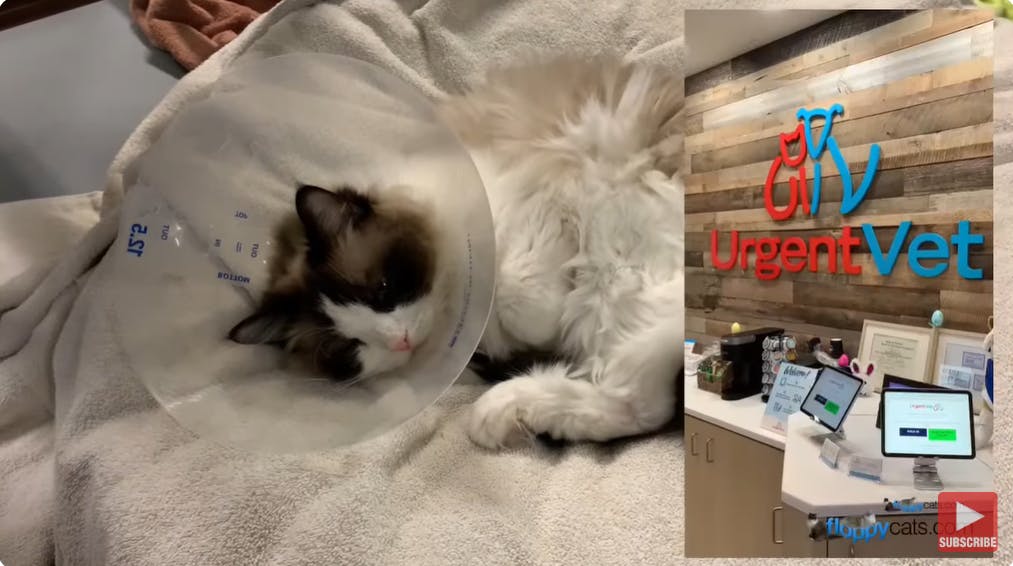 Photonic Health Multi-Light Saves the Day! How Light Therapy Healed My Sister's Cat's Wound