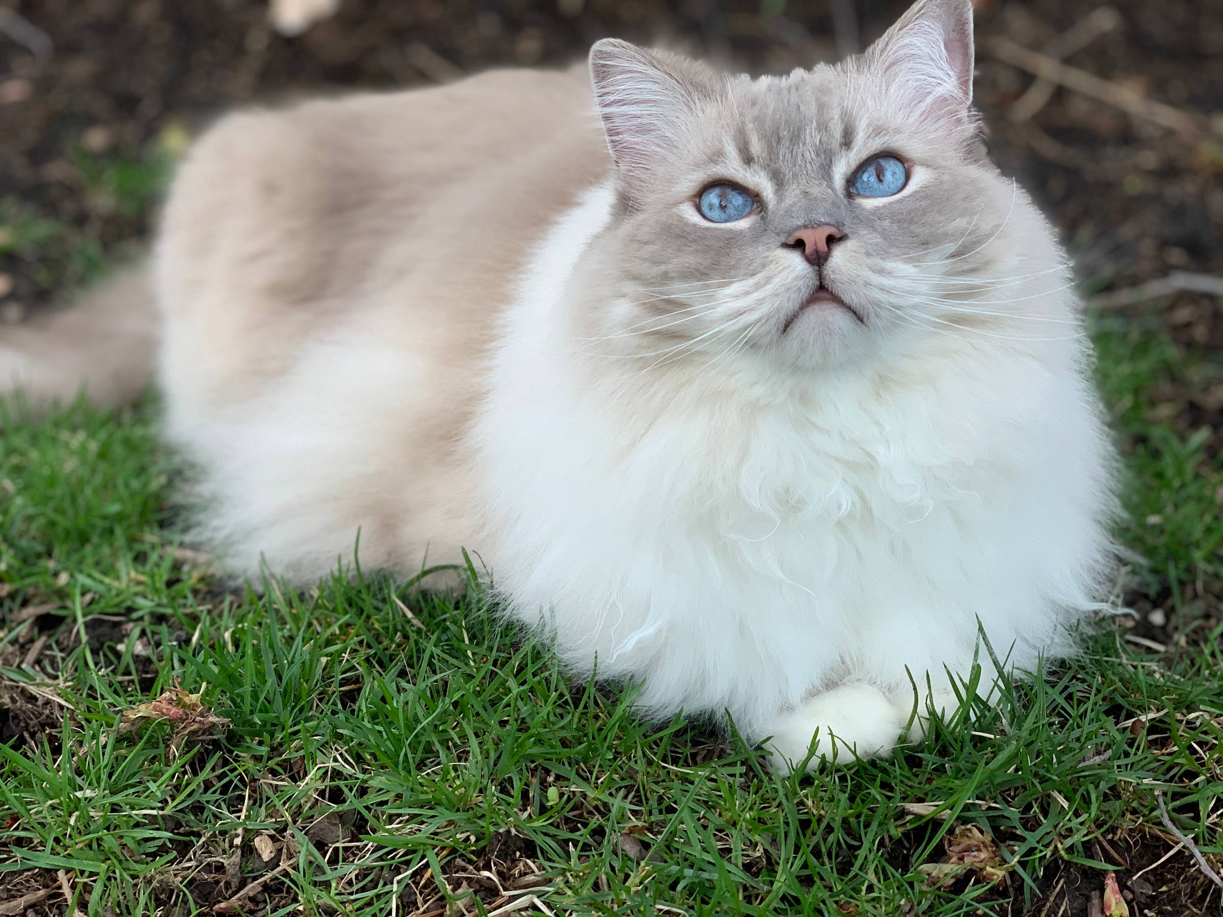 Cat Grooming Tools