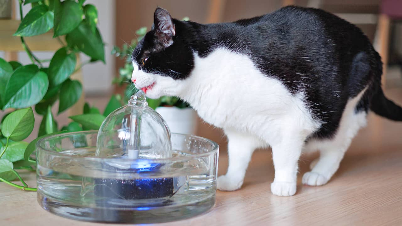 Tuxedo cat drinking water out of the Brook all glass fountain