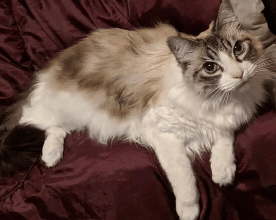 Nessie Burke – Ragdoll of the Week