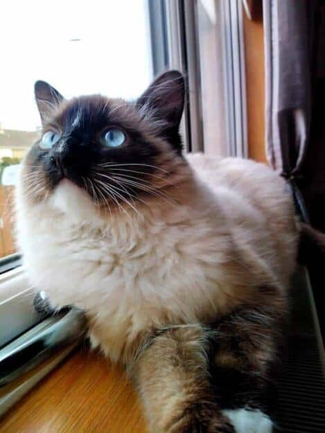 Mocha - Ragdoll of the Week