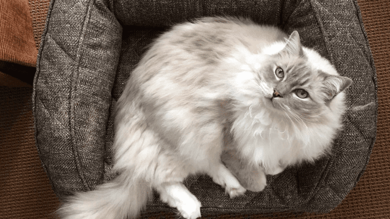 Ragdoll Cat Prices in 2024: All You Need To Know Before Buying a Ragdoll Cat