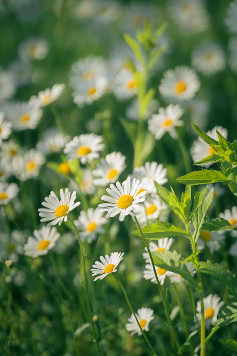 Daisies bloom beautifully in a sunlit field.
