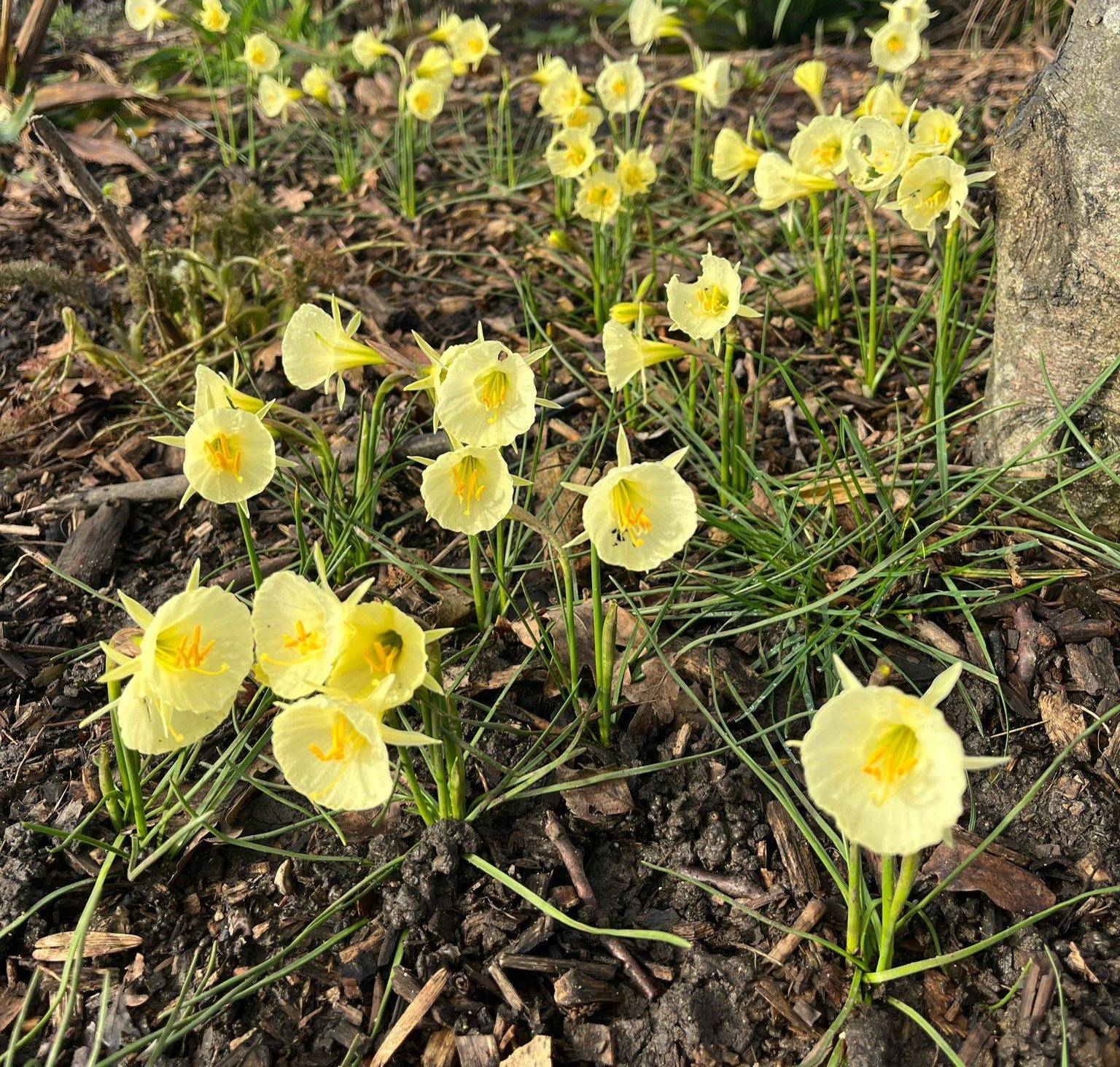 a picture of small artic bell daffodils around 30 or so, planted among woodchip, looking cute, pale yellow and spring like
