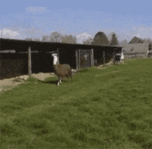 brown and white jumping alpaca in a field of grass