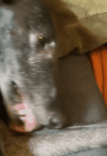short gif of a dog with it's tongue out grooming it's leg, gets frozen halfway and then starts again after about 15 seconds.