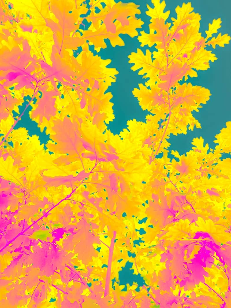 A picture of a bunch of yellow and pink leaves